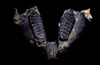 藏品(古菱齒象下顎骨化石)的圖片